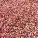 SHAGGY RUG RED, BEIGE 200x300CM