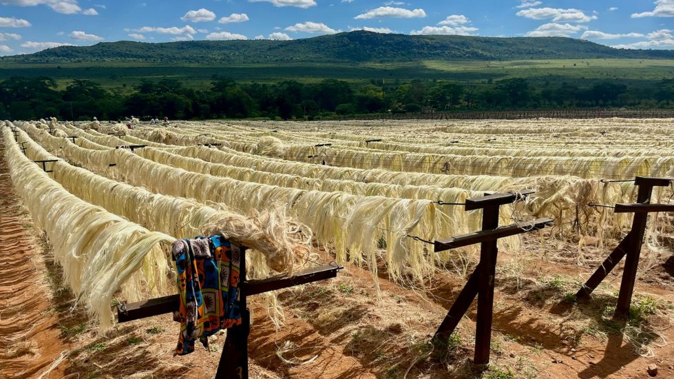 Σιζάλ ίνες που στεγνώνουν στον ήλιο για απόξηρανση