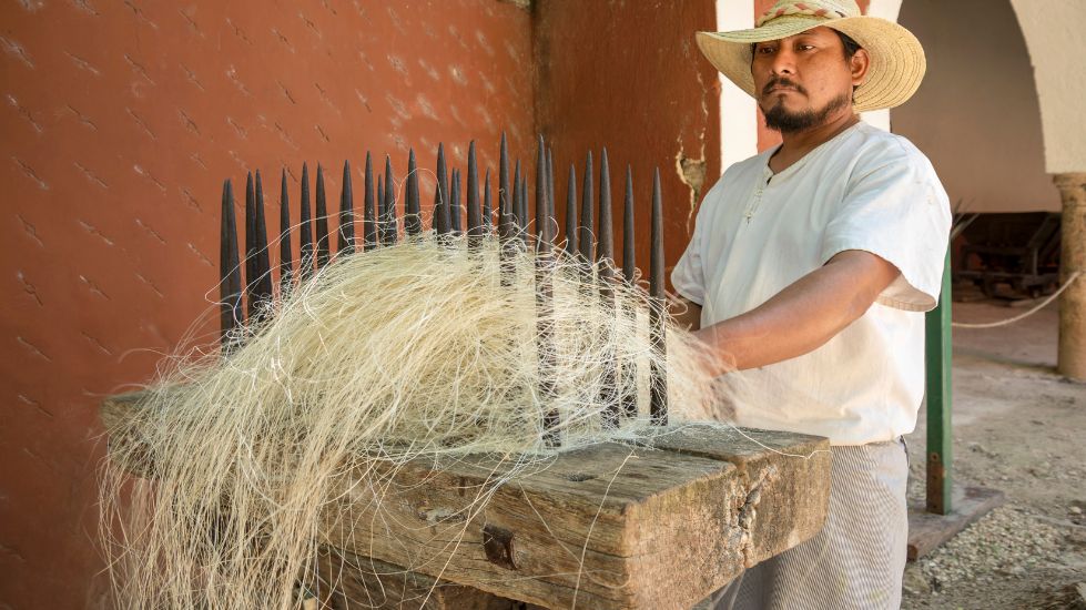 Άνθρωπος που ξεχωρίζει τις ίνες σισάλ μετά την αποξήρανση