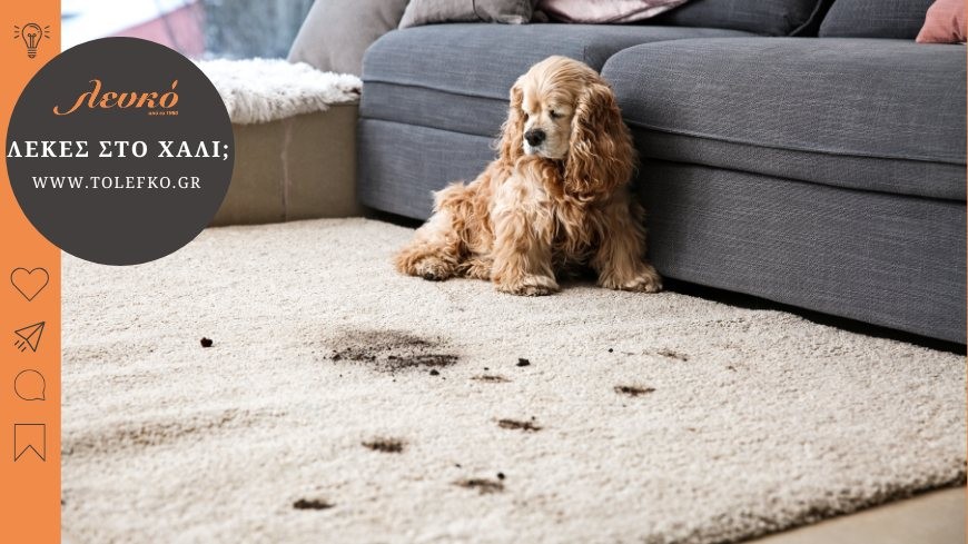 How do I clean stain from carpet?